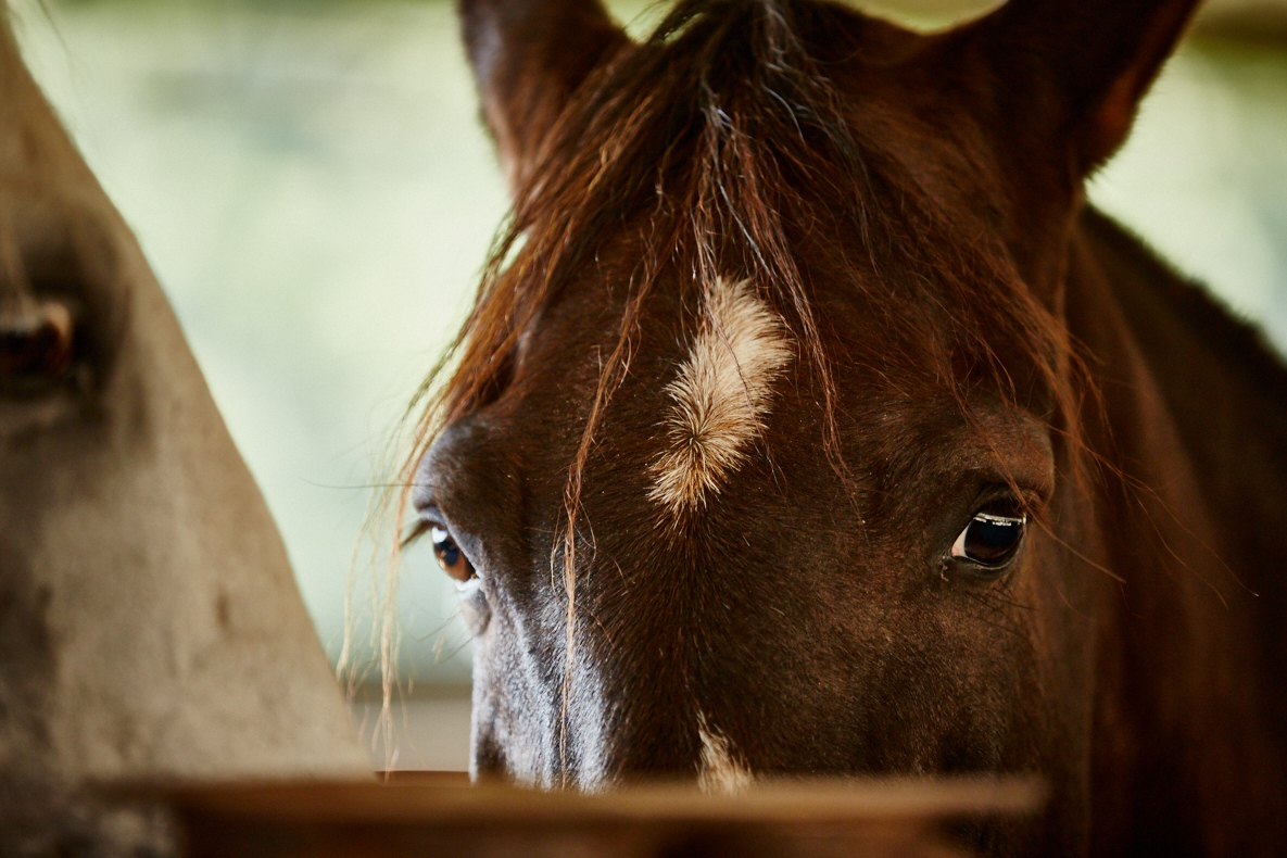 Equino — Mirada — Detalle / retrato animal